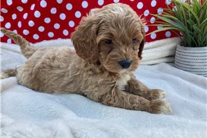 Brent - Cockapoo for sale