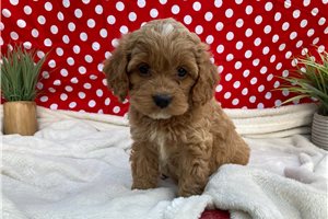 Beth - puppy for sale