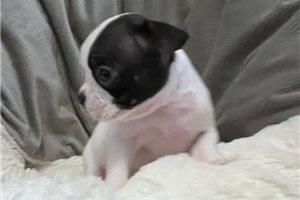 Olivia - Boston Terrier for sale