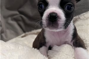 Axel - Boston Terrier for sale