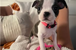 Charlie - Boston Terrier for sale
