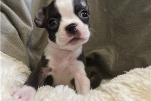 Loki - Boston Terrier for sale