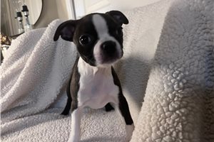 Alani - Boston Terrier for sale
