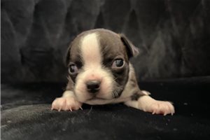 Alani - Boston Terrier for sale