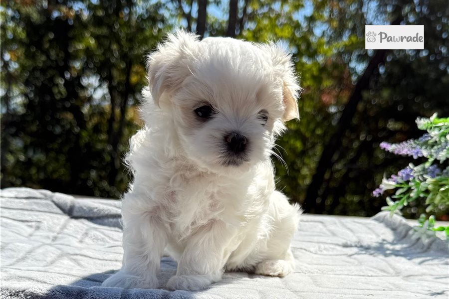 Shelton, male Maltese puppy for sale