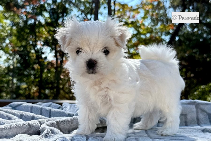 Samuel, male Maltese puppy for sale