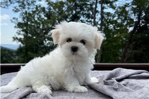 Hershel - Mal-Shi - Malshi for sale