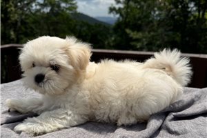 Hitch - Mal-Shi - Malshi for sale