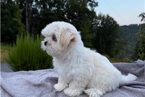 Hitch - Mal-Shi - Malshi for sale