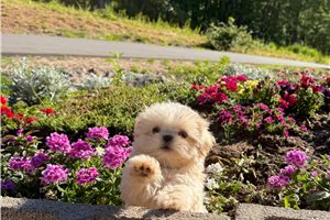 Cheddar - puppy for sale