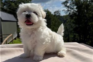 Hershel - Mal-Shi - Malshi for sale