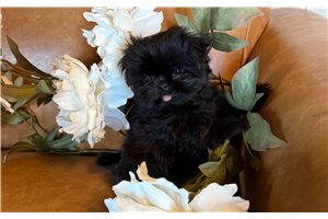 Cricket - puppy for sale