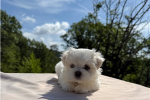 Hershel - Mal-Shi - Malshi for sale