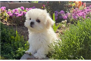 Cruz - Mal-Shi - Malshi for sale