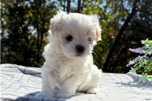 Shelton - Maltese for sale