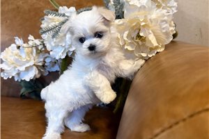 Netty - Maltese for sale