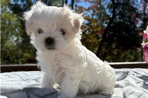 Shelton - Maltese for sale