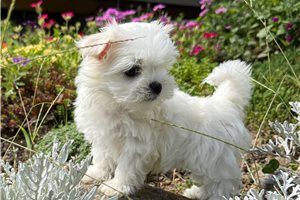 Cash - Maltese for sale