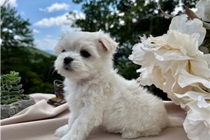 Cali - Maltese for sale