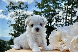 Cindy - Maltese for sale