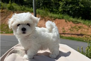 Netty - Maltese for sale