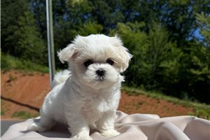 Netty - Maltese for sale