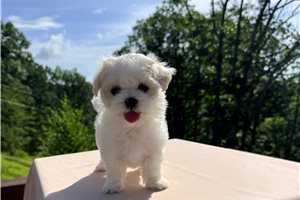 Coco - Maltese for sale