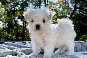 Samuel - Maltese for sale