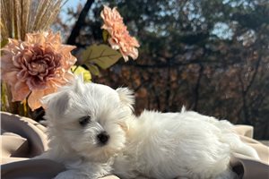 Montaro - Maltese for sale