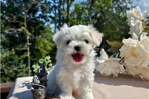 Nixon - puppy for sale