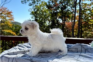 Samuel - Maltese for sale