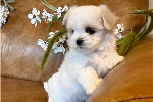 Coco - puppy for sale