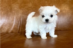 Cash - Maltese for sale