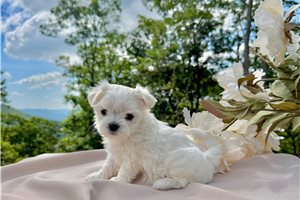 Cookie - puppy for sale