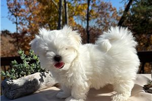 Montague - puppy for sale