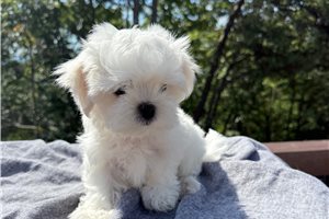 Nixon - Maltese for sale