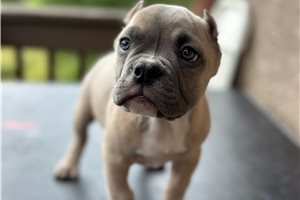 Leon - Bulldog for sale