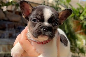 Adele | Puppies For Sale at Pawrade