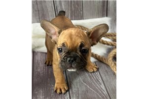 Julia - French Bulldog for sale