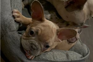 Farrah - French Bulldog for sale