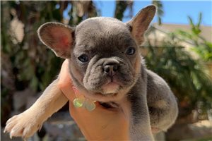 Jenny | Puppies For Sale at Pawrade