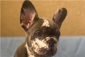 Sebastian - French Bulldog for sale