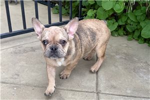 Frederick - French Bulldog for sale