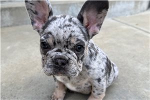 Sedrick - French Bulldog for sale