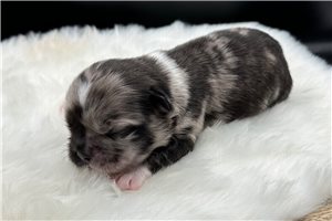 Nightshade - puppy for sale
