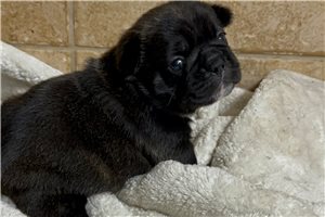 Waffles - Mixed/Other for sale