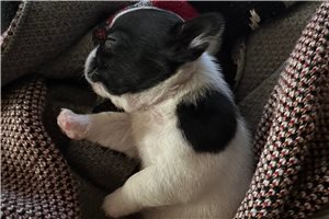 Sparrow - Mixed/Other for sale
