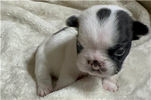 Sparrow - puppy for sale