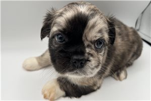 Nightshade - puppy for sale