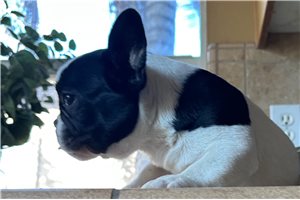 Sparrow - Mixed/Other for sale